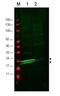 20 kDa myosin light chain antibody, orb86461, Biorbyt, Western Blot image 