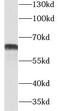 CCR4-NOT Transcription Complex Subunit 4 antibody, FNab01809, FineTest, Western Blot image 