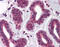 T-Box 18 antibody, ARP37832_P050, Aviva Systems Biology, Immunohistochemistry paraffin image 