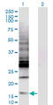 CAMP Responsive Element Binding Protein Like 2 antibody, LS-C196962, Lifespan Biosciences, Western Blot image 