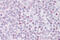 Ebf antibody, ARP39578_P050, Aviva Systems Biology, Immunohistochemistry frozen image 