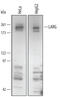 Rho Guanine Nucleotide Exchange Factor 12 antibody, AF4737, R&D Systems, Western Blot image 