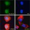 BAF Chromatin Remodeling Complex Subunit BCL7A antibody, LS-C54574, Lifespan Biosciences, Immunofluorescence image 