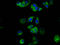 NLR Family Pyrin Domain Containing 6 antibody, LS-C680955, Lifespan Biosciences, Immunofluorescence image 