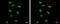 Ribonuclease P/MRP Subunit P40 antibody, GTX115483, GeneTex, Immunofluorescence image 