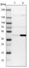 Capping Actin Protein, Gelsolin Like antibody, NBP1-90215, Novus Biologicals, Western Blot image 