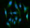 Fatty Acid Amide Hydrolase antibody, A00801-2, Boster Biological Technology, Immunofluorescence image 
