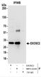 Exosome complex exonuclease RRP4 antibody, NBP2-22240, Novus Biologicals, Immunoprecipitation image 