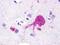 Relaxin-3 receptor 2 antibody, NLS552, Novus Biologicals, Immunohistochemistry frozen image 