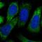 Polycystic kidney disease protein 1-like 1 antibody, NBP1-87220, Novus Biologicals, Immunofluorescence image 