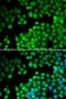 Cartilage-associated protein antibody, orb373228, Biorbyt, Immunofluorescence image 
