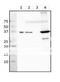 Protein RecA antibody, 61-003, BioAcademia Inc, Western Blot image 