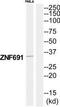 Zinc Finger Protein 691 antibody, TA315440, Origene, Western Blot image 