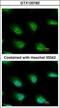 KH And NYN Domain Containing antibody, GTX120182, GeneTex, Immunofluorescence image 