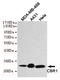 Carbonyl Reductase 1 antibody, TA346903, Origene, Western Blot image 