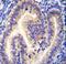 Coiled-Coil Domain Containing 54 antibody, LS-C168426, Lifespan Biosciences, Immunohistochemistry frozen image 