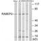 Rabaptin, RAB GTPase Binding Effector Protein 2 antibody, A10869, Boster Biological Technology, Western Blot image 