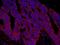 A-Kinase Anchoring Protein 1 antibody, IHC-00281, Bethyl Labs, Immunofluorescence image 