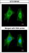 Phosphoserine Phosphatase antibody, GTX109163, GeneTex, Immunofluorescence image 