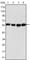 Vimentin antibody, abx016062, Abbexa, Western Blot image 