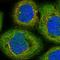 Centromere Protein E antibody, HPA042294, Atlas Antibodies, Immunofluorescence image 