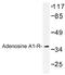 Adenosine A1 Receptor antibody, AP01303PU-N, Origene, Western Blot image 