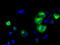 Phosphodiesterase 4A antibody, LS-C115228, Lifespan Biosciences, Immunofluorescence image 