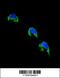 Cytochrome P450 Family 1 Subfamily A Member 2 antibody, 55-783, ProSci, Immunofluorescence image 