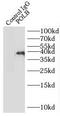 DNA Polymerase Beta antibody, FNab02432, FineTest, Immunoprecipitation image 