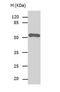 BCL2 Associated Athanogene 5 antibody, TA323442, Origene, Western Blot image 
