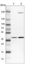 Replication Factor C Subunit 2 antibody, NBP1-89341, Novus Biologicals, Western Blot image 