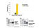 Poly(ADP-Ribose) Polymerase 1 antibody, 7262S, Cell Signaling Technology, Enzyme Linked Immunosorbent Assay image 