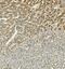 Hepatic triacylglycerol lipase antibody, A01020-1, Boster Biological Technology, Immunohistochemistry frozen image 