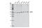 Chaperonin Containing TCP1 Subunit 2 antibody, 3561S, Cell Signaling Technology, Western Blot image 