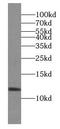 Pancreatic Progenitor Cell Differentiation And Proliferation Factor antibody, FNab01080, FineTest, Western Blot image 