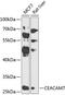 Carcinoembryonic Antigen Related Cell Adhesion Molecule 7 antibody, GTX33089, GeneTex, Western Blot image 