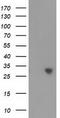 Chromosome 16 Open Reading Frame 72 antibody, CF501673, Origene, Western Blot image 