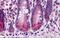 Baculoviral IAP Repeat Containing 6 antibody, NBP2-81962, Novus Biologicals, Immunohistochemistry frozen image 