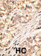 Gap Junction Protein Delta 2 antibody, abx028507, Abbexa, Immunohistochemistry paraffin image 