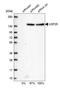 USP21 antibody, HPA018297, Atlas Antibodies, Western Blot image 