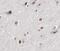 Hairy/enhancer-of-split related with YRPW motif protein 1 antibody, FNab03849, FineTest, Immunohistochemistry frozen image 