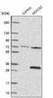 Molybdopterin synthase catalytic subunit antibody, NBP2-38359, Novus Biologicals, Western Blot image 