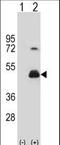 Homer Scaffold Protein 3 antibody, LS-C164968, Lifespan Biosciences, Western Blot image 