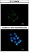 WD Repeat Domain 12 antibody, GTX120474, GeneTex, Immunofluorescence image 