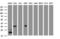 Jun Proto-Oncogene, AP-1 Transcription Factor Subunit antibody, LS-C175425, Lifespan Biosciences, Western Blot image 