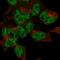 CRMP5 antibody, HPA072387, Atlas Antibodies, Immunofluorescence image 