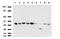 Decaprenyl-diphosphate synthase subunit 2 antibody, UM570108, Origene, Western Blot image 