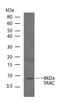 C-C Motif Chemokine Ligand 17 antibody, 700655, Invitrogen Antibodies, Western Blot image 