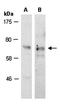 SRY-Box 9 antibody, orb67137, Biorbyt, Western Blot image 