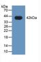 Heterogeneous Nuclear Ribonucleoprotein A1 antibody, LS-C374378, Lifespan Biosciences, Western Blot image 